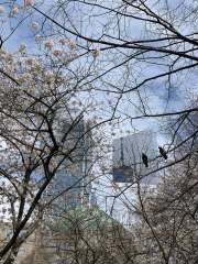 BIRDS - SOLAR ECLIPSE - NEW YORK