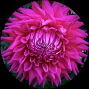 HOT PINK DAHLIA - CALIFORNIA