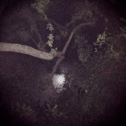 TREE UNDER THE MOON - LOS ANGELES