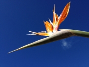 BIRD OF PARADISE - CALIFORNIA