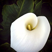 CALLA LILY - CALIFORNIA