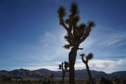 JOSHUA TREE - CALIFORNIA