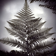 FERN - LANDSCAPE - LOS ANGELES