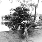 TREE - LONG ISLAND - NEW YORK