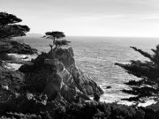 LONE CYPRESS - CALIFORNIA