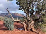SEDONA - ARIZONA
