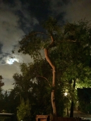 TREE AT NIGHT  - LOS ANGELES