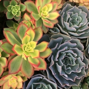 ECHEVERIA - LOS ANGELES