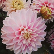 DAHLIAS - PARIS