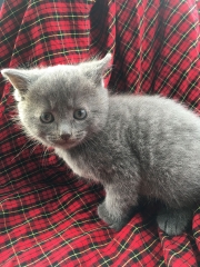 KITTEN - DENMARK