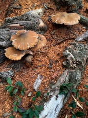 MUSHROOMS - LOS ANGELES