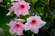 PINK MANDEVILLA