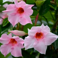 PINK MANDEVILLA