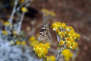 BUTTERFLY - PUGLIA, ITALY