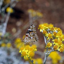 BUTTERFLY - PUGLIA, ITALY