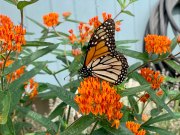 MONARCH BUTTERFLY - NEW YORK