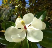 MAGNOLIA - LOS ANGELES
