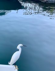 EGRET - DANA POINT - CALIFORNIA