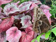 BUTTERFLY PARK - MALAGA