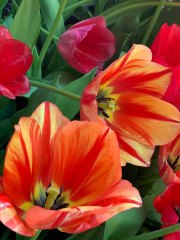 TULIPS - NEW YORK