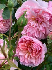 ROSES IN SPRING - NEW YORK
