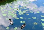 DUCKS - ENGLAND