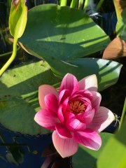 LOTUS POND