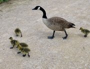 GOOSE WITH GOSLINGS - PARIS