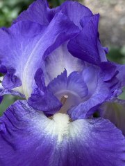 IRIS - BOSTON