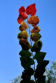 AUTUMN LEAVES - NEW YORK