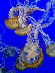JELLYFISH - MONTEREY BAY AQUARIUM