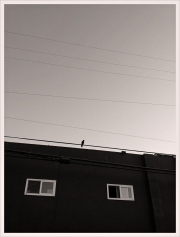 BIRD ON A WIRE - VENICE, CALIFORNIA