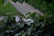 CAT - PALAIS ROYALE - PARIS