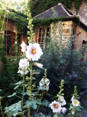 HOLLYHOCKS - SAINT GERMAIN